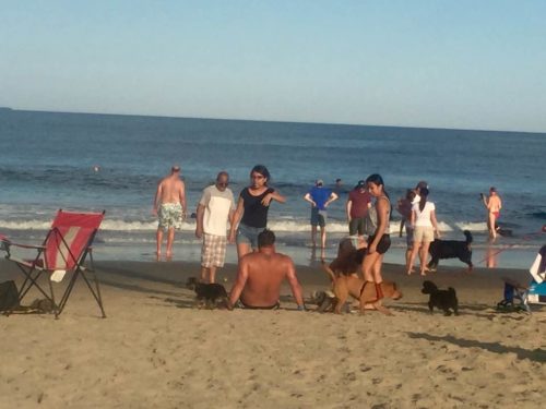 dogs